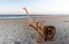 firo :  06.04.2023 .
Land und Leute , Ostsee , Urlaub , Ostseeurlaub
Hohwachter Bucht . Schleswig-Holstein , Strand , Strandgut , Treibholz , Baum der aussieht wie ein Drache und auf das Meer schaut , 


(c) WORLDRIGHTS !!!
Es gelten unsere AGB, einsehbar auf www.firosportphoto.,
copyright by firo sportphoto:
Stockhover Weg 17a,
D-48249 Dülmen
www.firosportphoto.de
mail@firosportphoto.de
Kontoverbindung :
(V o l k s b a n k   B o c h u m - W i t t e n )
IBAN : DE68430601290341117100
BIC : GENODEM1BOC
Tel:  +49-2594-9916004
Fax: +49-2594-9916005
