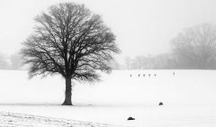 firo :  16.02.20216 Rehe neben einem Baum auf einem FeldLand und Leute , Winter , Hohwachter Bucht,Winterlandschaft ,,Wetter ,  Ostsee, Kälte  , Lichtstimmung , Schleswig -Holstein , Wetter , Landschaft  ,  Winter , Nebel , Bäume , Acker an einem trüben Tag in Holstein , schwarz-weiß$worldrights,Es gelten  unsere AGB, einsehbar auf www.firosportphoto.de,copyright by firo sportphoto: Coesfelder Str. 207D-48249 Dülmen mail@firosportphoto.de(V o l k s b a n k   B o c h u m - W i t t e n )IBAN : DE68430601290341117100BIC : GENODEM1BOCTel:  +49-2594-9916004Fax: +49-2594-9916005