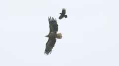 Natur / firo Seeadler wird von Krähen angegriffen 19.10.2021