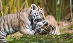 firo : 20.08.2024,
Deutschland,NRW, Münster,
Allwetterzoo Münster Erlebniswelt, Zoo,Tierwelt,
Fauna, Tiere,Tiger, Tigerjungen
Die Sibirischen Tiger Raya und Fedor sind Eltern von vier 4 Tigerwelpen im Mai 2024 geworden. 
Tigerjunge Tigerkinder 
$worldrights,Es gelten  unsere AGB, einsehbar auf www.firosportphoto.de,
copyright by firo sportphoto:
Coesfelder Str. 207
D-48249 Dülmen
www.firosportphoto.de
mail@firosportphoto.de
Kontoverbindung :
(V o l k s b a n k   B o c h u m - W i t t e n )
IBAN : DE68430601290341117100
BIC : GENODEM1BOC
Tel:  +49-2594-9916004
Fax: +49-2594-9916005
